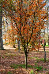 Fototapeta na wymiar Autumn colored leaves on the tree and the ground