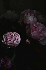 pink peonies with water drops on black background