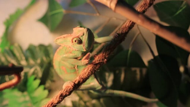 video of a pet chameleon being tong fed superworms