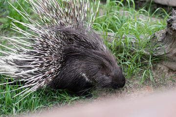 big porcupine shows its spines