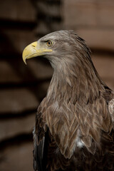 high-quality vertical portrait of a noble eagle near where you can see everything