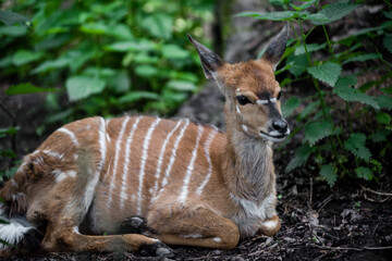 cute fawn lies in the forest