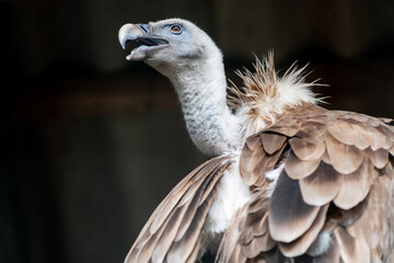 Griffon vulture hunter dangerous bird of prey