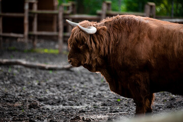 the male Highland - Scottish Cows