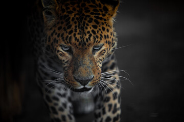 Fototapeta na wymiar leopard look before the jump in dynamics
