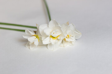 Fototapeta na wymiar white daffodile flowers with yellow center on white background