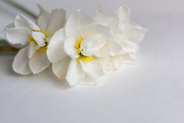 Fototapeta na wymiar white daffodile flowers with yellow center close up on white background
