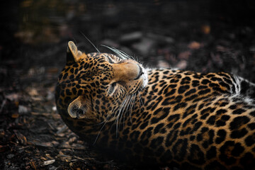 playful leopard that lies on its back