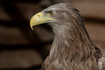 high-quality portrait of a noble eagle near where you can see everything