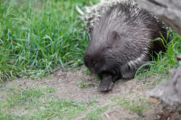 cunning porcupine. porcupine sly glance