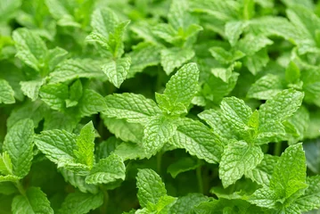 Fotobehang Fresh mint plants © Scisetti Alfio