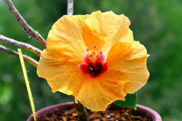 Hibiscus rosa-sinensis