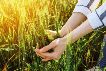 A woman checks the Wheat Crop. Wheat sprouts in the farmer's hand