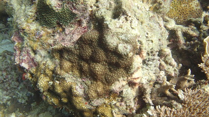 beautiful coral found at coral reef area at Tioman island, Malaysia