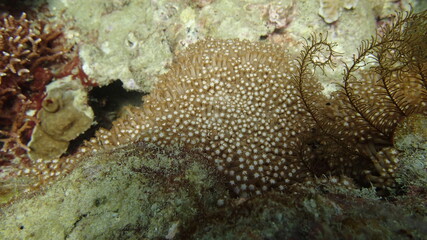 beautiful coral found at coral reef area at Tioman island, Malaysia
