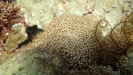 beautiful coral found at coral reef area at Tioman island, Malaysia