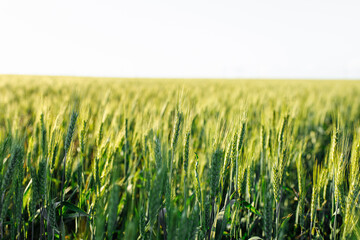 a field of wheat under a blue sky