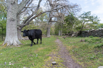 Black cow walking in a forest