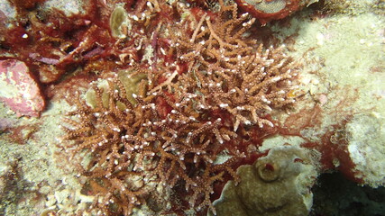 beautiful coral found at coral reef area at Tioman island, Malaysia