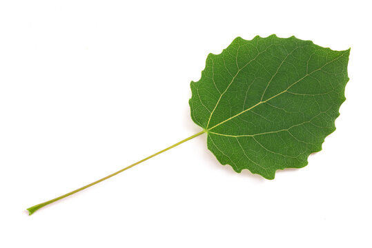 Quaking aspen leaf