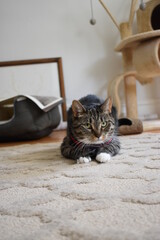 cat on the floor