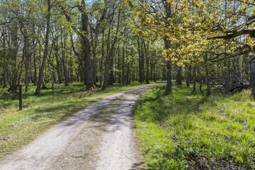 Fototapeta na wymiar Country road through a beautiful forest in springtime