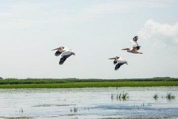 Pink Pelicans swim in the water