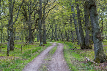 Road through a deciduous forest in spring season