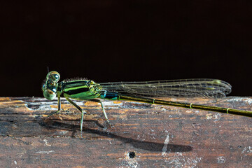 Close up image of Male Common bluetail damselfly