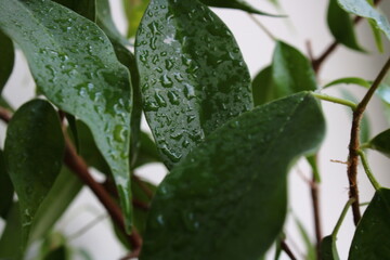 water drops on the leaves of a houseplant