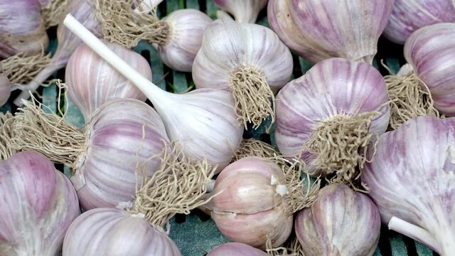 Pile of garlic in plastic crate