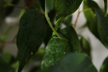 a large drop of water between two leaves