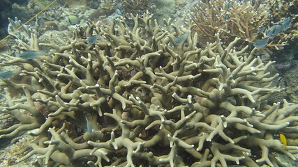 Fototapeta na wymiar beautiful coral found at coral reef area at Tioman island, Malaysia