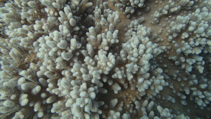 beautiful coral found at coral reef area at Tioman island, Malaysia