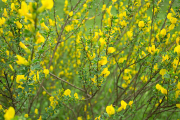 Shrub bright yellow spring flowers. Blurred background.