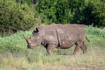 The white rhino (Ceratotherium simum) this rhino species is the second largest land mammal. It is...