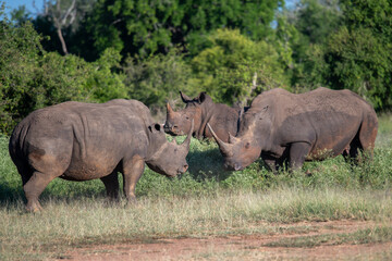 The white rhino (Ceratotherium simum) this rhino species is the second largest land mammal. It is 3.7-4 m in length