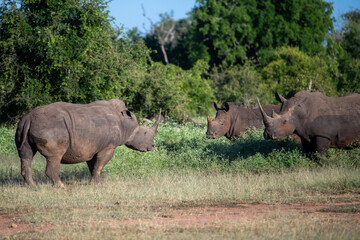 Obraz premium The white rhino (Ceratotherium simum) this rhino species is the second largest land mammal. It is 3.7-4 m in length