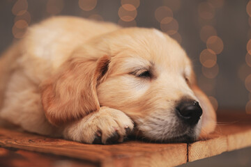 sleepy golden retriever baby dog laying head on the floor