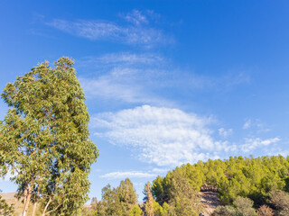Fototapeta premium trees and sky with clouds in the Beninar reservoir (Spain)