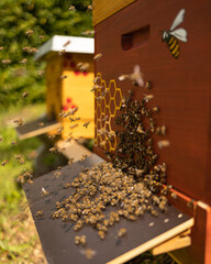 Bienen vor einer Bienenbeute mit Honigbienen auf dem Flugbrett