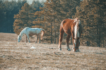 horse in a field eating grass