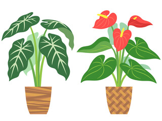 アンスリウムとアロカシアの植木鉢のイラスト