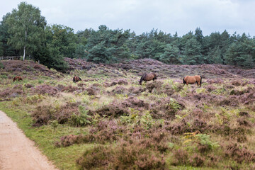 Naklejka na ściany i meble wild horses from viewpoint De Valenberg, in natrure reserve Planken Wambuis