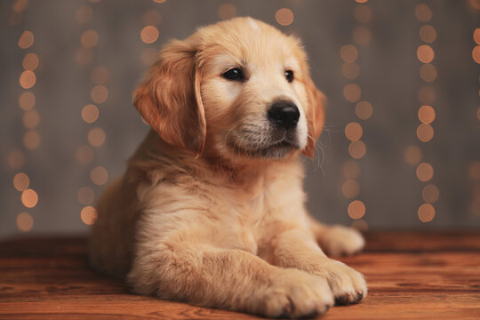 Adorable Golden Retriever Puppy Laying Down And Looking To Side