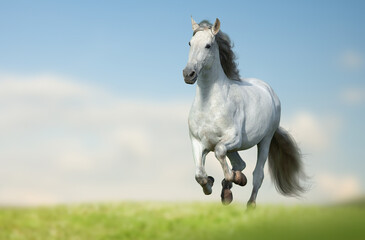 Obraz na płótnie Canvas Beautiful andalusian horse running fast