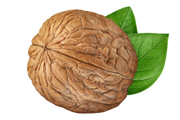 Walnut isolated on white background. One walnut closeup with green leaves. Nut organic