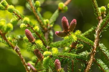 close up of a spruce needles