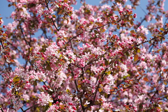 Rosa Kirschblüten auf  Baumzweigen, Hintergrundbild