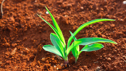 1 week corn seedling	